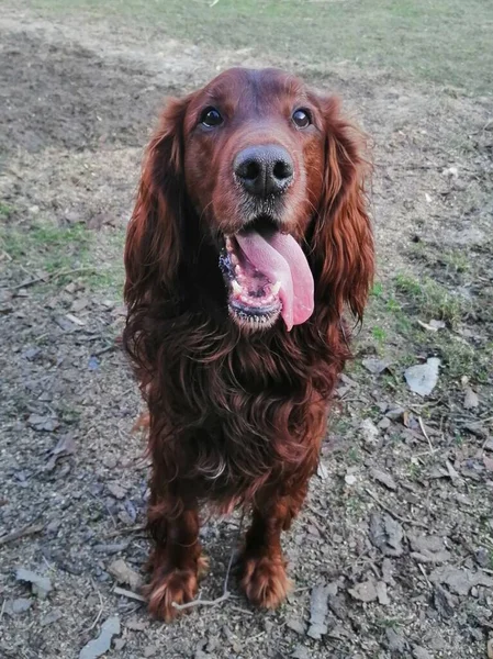 Irish Setter with tongue out. Beautiful, happy, elegant, standing, chestnut dog with tongue out and expressive eyes, looking in amazement at the camera.
