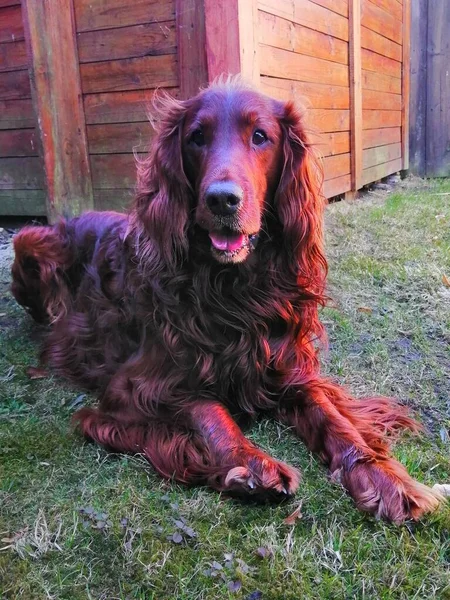 Happy dog. On the lawn lies a beautiful chestnut fiery Irish setter who smiles happily and looks into the camera. In the background behind him is a part of a wooden hut.