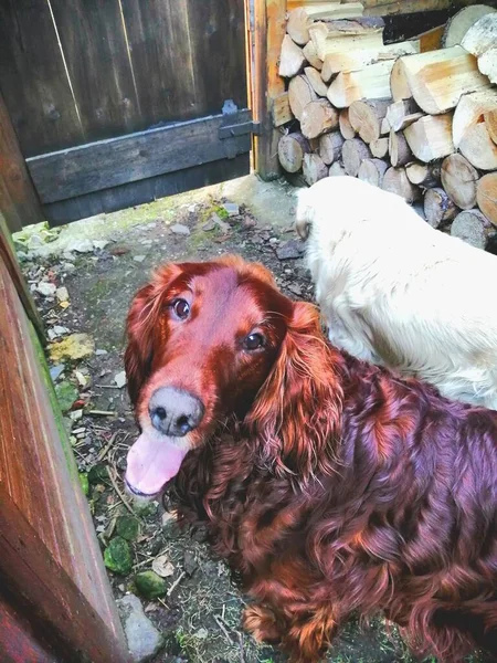 Funny. Two dogs in a narrow space between woodsheds. The Golden Retriever has a bowed head and is almost invisible, the Irish Setter stares into the camera. ,, What happens now? 