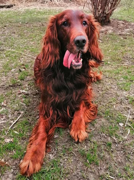 A dog with his tongue out. A funny, charming Irish Setter is lying on the lawn, staring at the camera with interest and his tongue hanging down. Behind him you can see part of a bush and some bamboo.