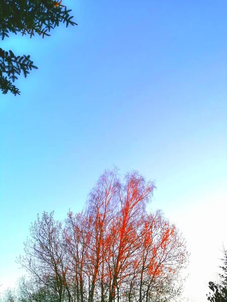 Vörös Nyírfák Nyírfaágak Vízesései Kiemelkednek Kék Égen Gyönyörűen Tükrözik Vöröses — Stock Fotó