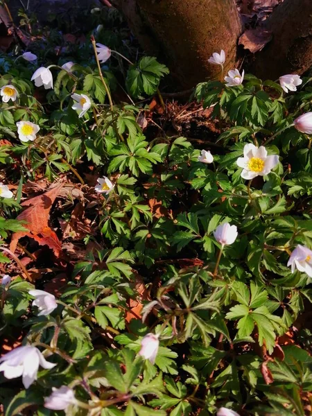 Tiny White Flowers Vertical Natural Wallpaper Created Small White Flowers — Stock Photo, Image