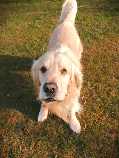 Atento Golden Retriever Cão Concentrado Prepara Para Pegar Bola Ele — Fotografia de Stock