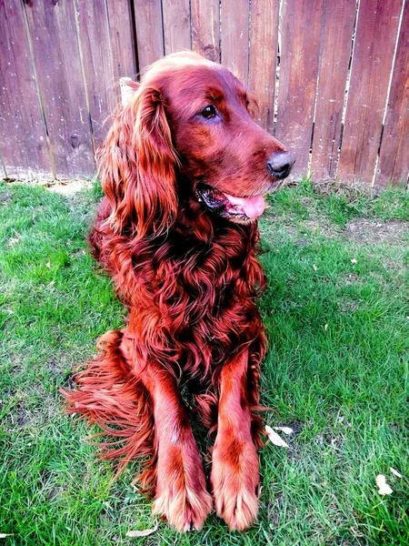 Setter Irlandês Exemplar Cão Bonito Charmoso Despreocupado Fica Gramado Olha — Fotografia de Stock