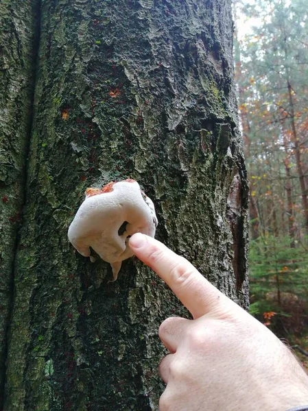 奇妙なスポンジ 森の木の幹には不思議なキノコが生えています 中央に穴が開いているこの奇妙なスポンジに手の人差し指が描かれています — ストック写真