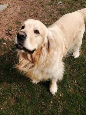 Sabırsız köpek. Dokunaklı, heyecanlı bir Golden Retriever dikkat çekmeyi ve oynamayı bekleyemez. Hala dikkatle izliyor ve ağzı açık bekliyor.. 