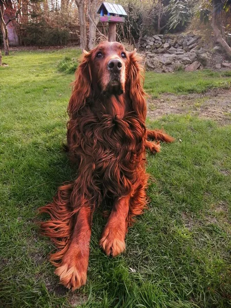 Perro Amigable Hermoso Setter Irlandés Tumbado Césped Frente Comedero Aves —  Fotos de Stock