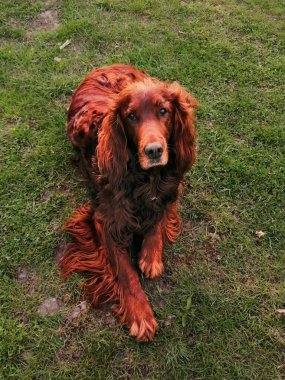 Dokunaklı bir İrlanda seteri. Sevimli köpek kameraya bakıyor. Yüzünde hafif suçlu ama hassas ve sevimli bir ifade var.. 