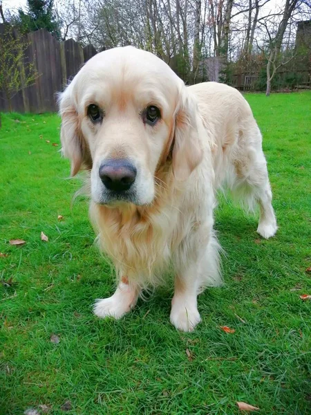 Cão Comovente Triste Adorável Golden Retriever Que Parece Infeliz Porque — Fotografia de Stock