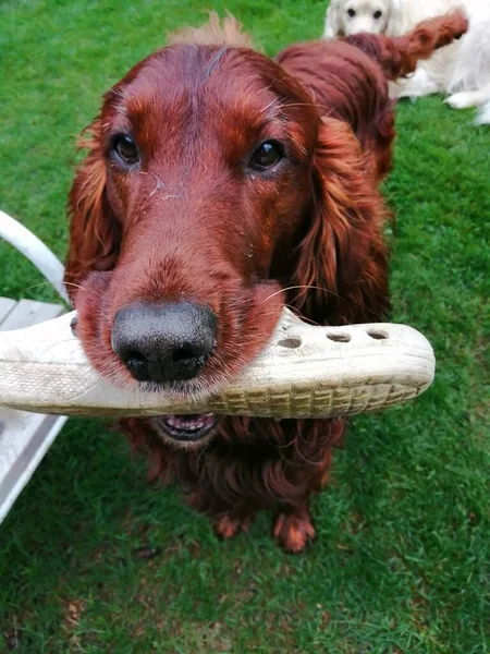 Fantastisk Hund Med Toffel Bedårande Underhållande Och Vacker Irländsk Bokstav — Stockfoto