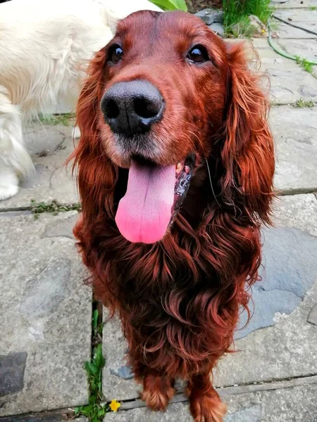 Perro Encantador Hermoso Setter Irlandés Tiene Increíble Color Castaño Ardiente —  Fotos de Stock