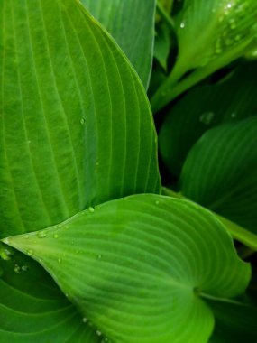 Damlalı büyük yeşil yapraklar. Kalp şeklinde bir çamur bitkisinin büyük yaprakları ve vahşi bir ormana benzeyen su damlaları.. 