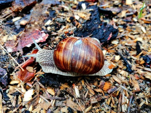 Caracol Vivo Bonito Caracol Con Una Gran Concha Caracol Marrón —  Fotos de Stock