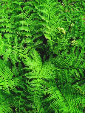 Bracken. Parlak yeşil eğreltiotlarından oluşan dikey doğal desen. 