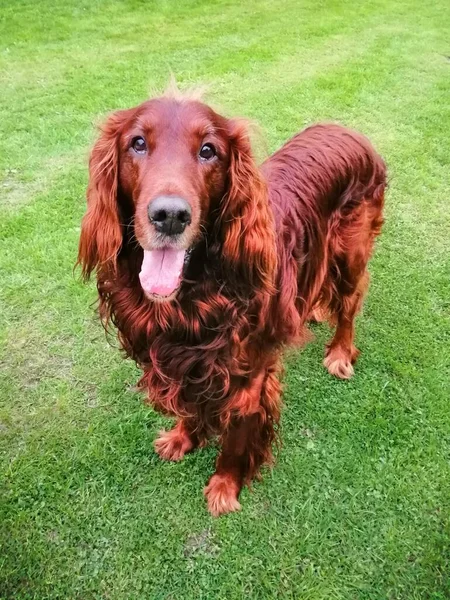Excited dog. A beautiful, charming Irish Setter looks at the camera enthusiastically and with interest.