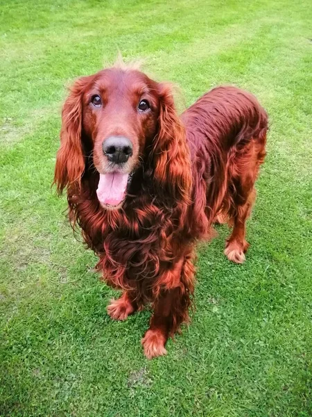 Cão Excitado Belo Encantador Setter Irlandês Olha Para Câmera Com — Fotografia de Stock