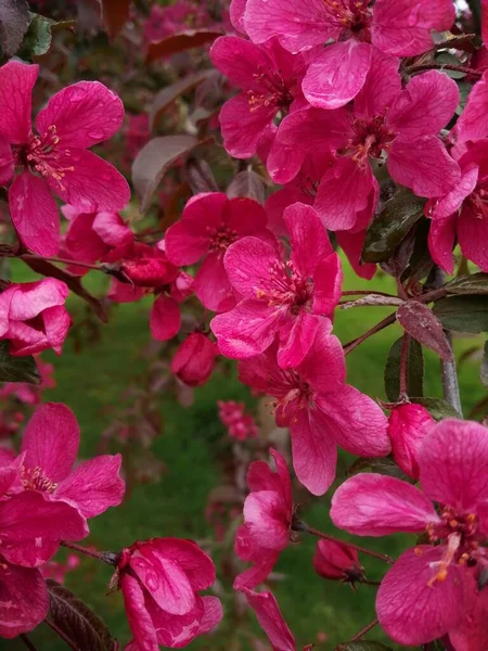 Blommor Ett Prydnads Äppelträd Med Droppar Utmärkande Röd Rosa Blommor — Stockfoto