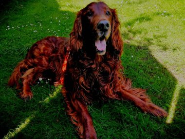 Şirin köpek. Sevimli, güzel İrlandalı Setter güneşli bir günde papatyaların arasında uzanıp dinleniyor.. 