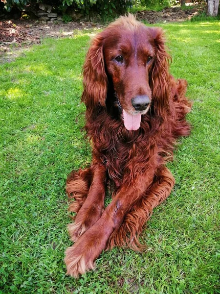 Dreamy dog. A gentle, beautiful and elegant Irish Setter is lying on the lawn, resting with a dreamy look.
