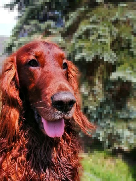 Large Portrait Irish Setter Portrait Beautiful Charming Dog Wet Fur — Stock Photo, Image