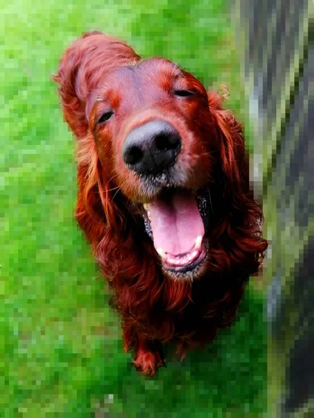 Tired Irish Setter. Adorable, tired dog trying to yawn. His mouth is wide open and his eyes are almost closed. She looks nice and funny. There is a mosaic in the background.
