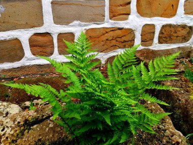 Eğreltiotu kumtaşlarının arasında. Makineli kumtaşı duvarlı doğal kumtaşı taşlarının arasında küçük bir eğrelti otu.. 