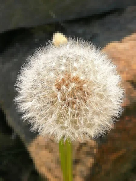 Dandelion Fluff Light Light Ball Flowering Full Dandelion Seeds Stone — Stock Photo, Image