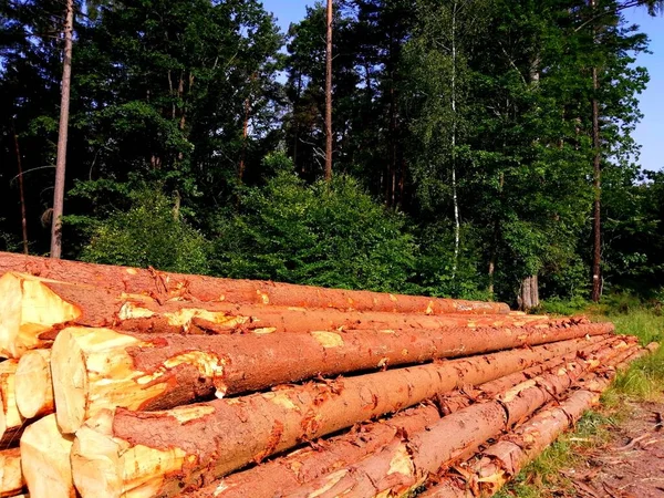 Harvested wood in the forest. Neatly aligned long trunks at the edge of a forest with forest trees in the background.