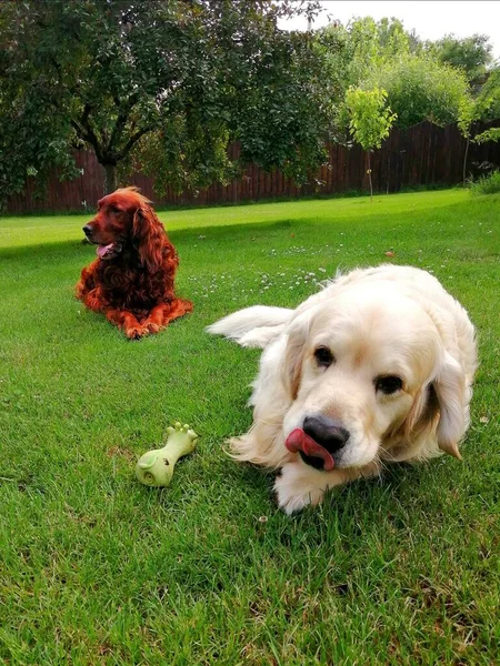 Golden Retriever Και Irish Setter Αξιολάτρευτα Σκυλιά Μαζί Ξεκουράζονται Γκόλντεν — Φωτογραφία Αρχείου