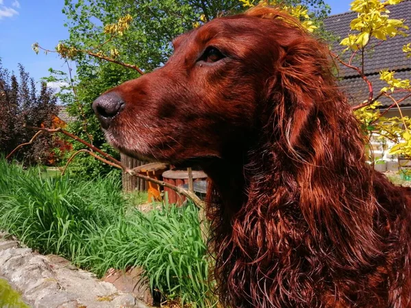 Irish Setter Photo Portrait Photo Portrait Charismatic Dog Profile Looking — Stock Fotó