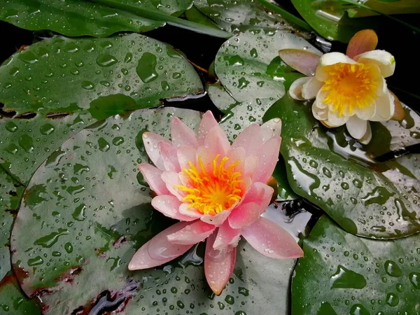Влажные Водяные Лилии Светло Розовый Водянистый Цветок Небольшим Белым Цветком — стоковое фото