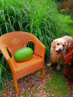 Funny dog guarding watermelon. A beautiful Golden Retriever with a funny twisted tongue guards a water melon lying on a wicker chair in front of lush reeds. 