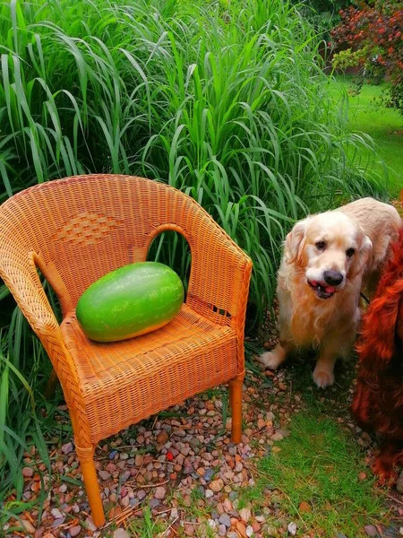 Забавная Собака Охраняет Арбуз Прекрасный Золотистый Ретривер Смешным Выкрученным Языком — стоковое фото