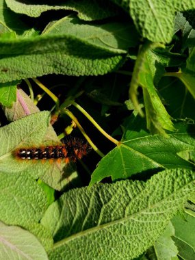 Hairy caterpillar. A colorful and hairy caterpillar crawls among the green leaves. 