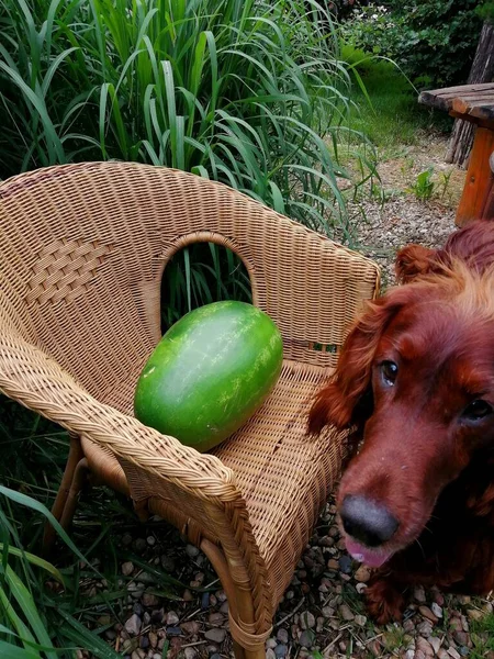 Setter Irlandés Con Sandía Encantador Perro Asoma Con Interés Guarda — Foto de Stock