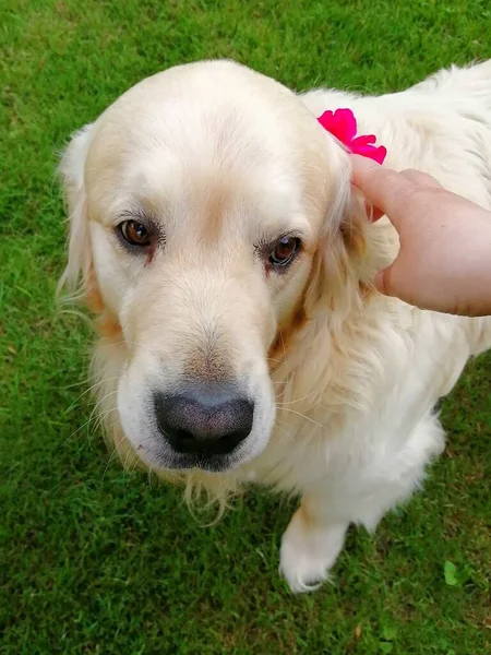 Romantyczny Czuły Pies Słodki Golden Retriever Delikatnym Kwiatem Ludzką Ręką — Zdjęcie stockowe