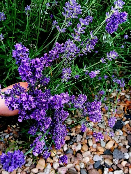 Herbs Rosemary Beautiful Vibrant Purple Color Blooming Rosemary Hand Holding — Stock Photo, Image