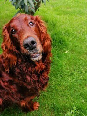 Dokunaklı, büyüleyici bir İrlandalı Setter. Harika ve büyülü görünen güzel bir köpeğin şaşılacak gözleri.. 