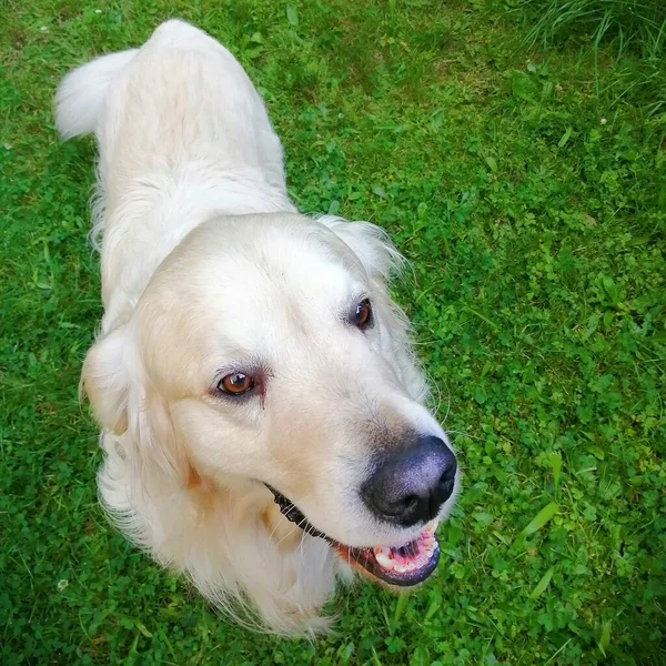 Romantyczny Pies Kostki Trawnika Czuły Kochający Golden Retriever Delikatnymi Oczami — Zdjęcie stockowe