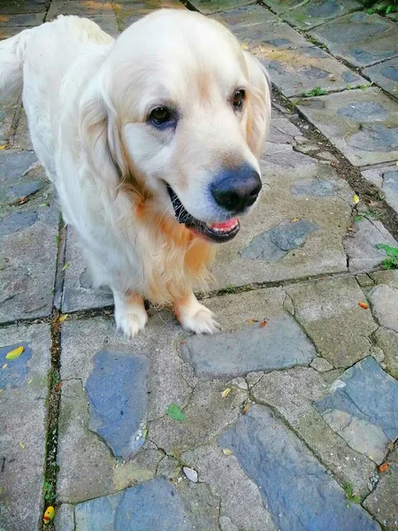 Sonrisa Golden Retriever Adorable Dulce Perro Está Pie Sobre Pavimento — Foto de Stock