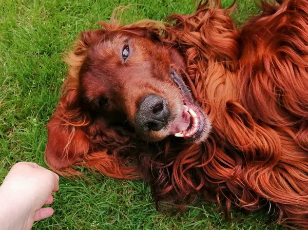 Avkoppling Med Irish Setter Mänsklig Hand Närmar Sig Bedårande Hund — Stockfoto