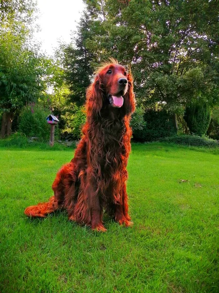 Elegant Irish Setter. Charismatic, charming dog sitting in the early evening in a green garden.