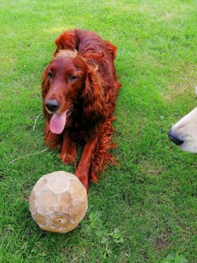Neşeli bir İrlandalı. Güzel kestane rengi ateşli bir köpek, yanında balon ve beyaz bir burnu var.. 