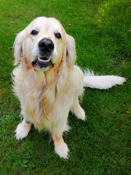 Joli Golden Retriever Chien Adorable Est Assis Sur Pelouse Montre — Photo