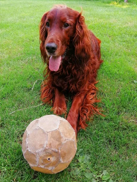 Entusiástico Setter Irlandês Encantado Bonito Cão Com Seu Velho Balão — Fotografia de Stock