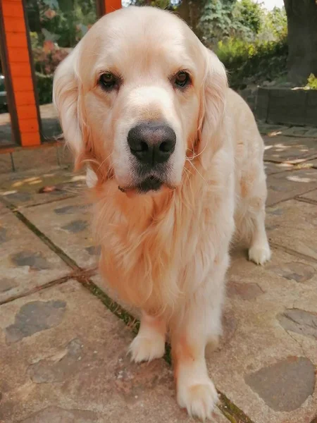 Serious Golden Retriever Charmoso Elegante Cão Creme Dourado Posando Pavimento — Fotografia de Stock