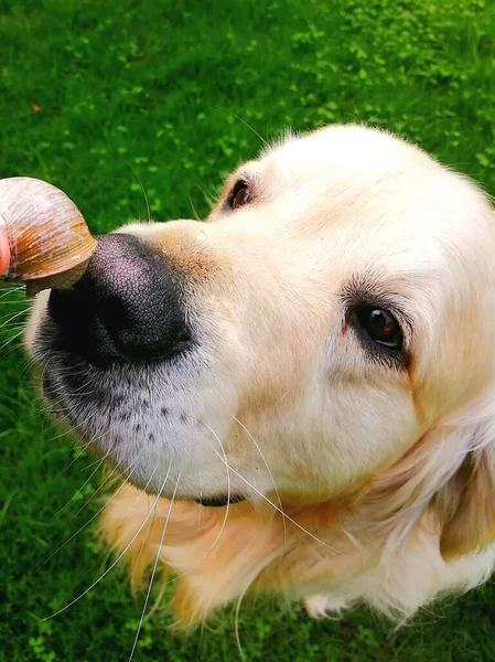 Golden Retriever and snail. Detail of a cute dog who is interested in a snail in a shell and sniffs it him curiously.