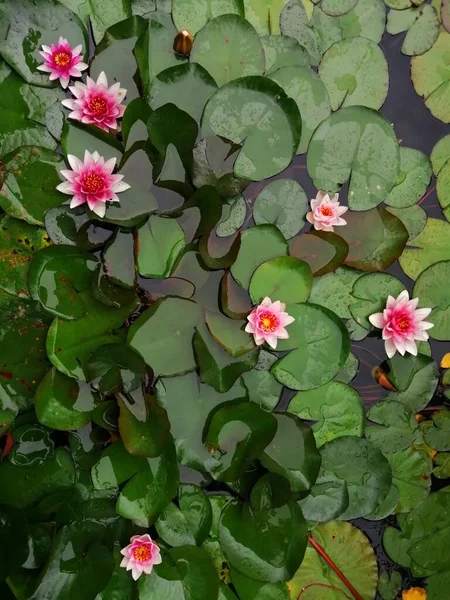 Pink water lilies. A group of pink water lilies that look like constellations in the sky.