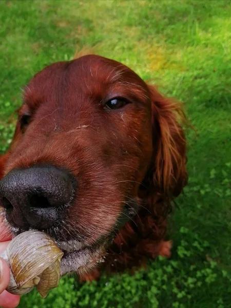 Dog kiss. Cute, drooling Irish setter gives a kiss to a snail.
