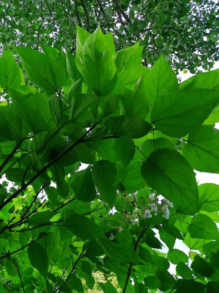 Catalpa Vista Perto Grandes Folhas Forma Coração Inflorescência Branca Árvore — Fotografia de Stock